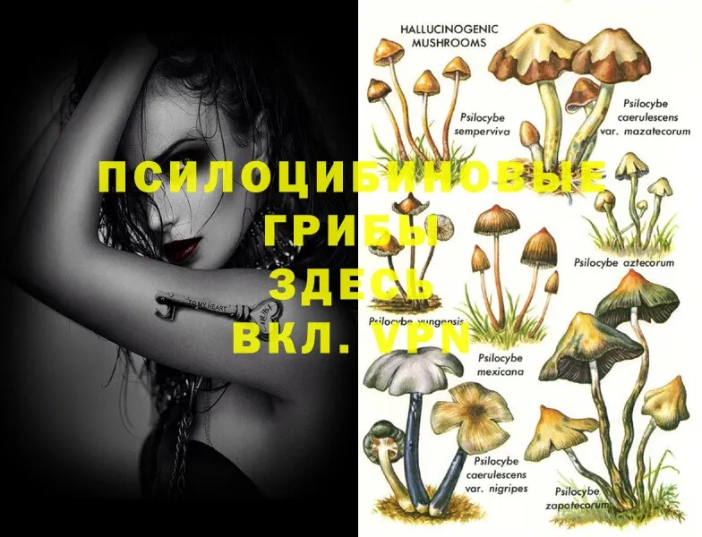 Галлюциногенные грибы MAGIC MUSHROOMS  kraken как войти  Димитровград 