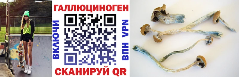 где можно купить наркотик  Димитровград  Псилоцибиновые грибы мицелий 